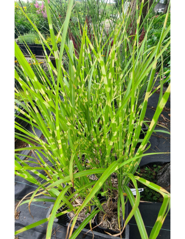 Miskant chiński 'Zebrinus' -2L-  Miscanthus sinensis