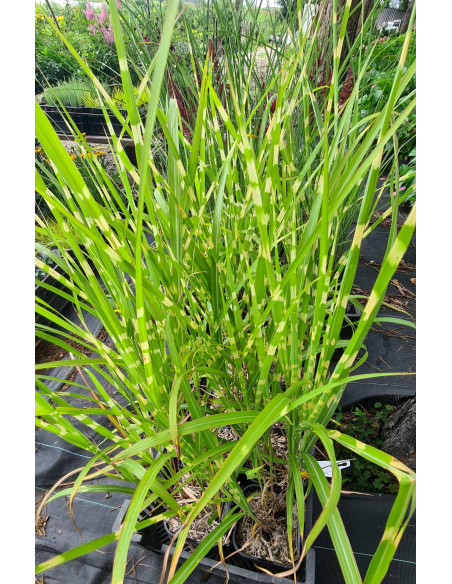 Miskant chiński 'Zebrinus' -2L-  Miscanthus sinensis