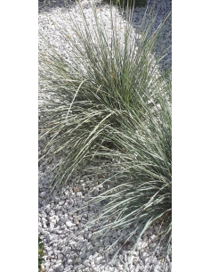 Owsica wieczniezielona - Helictotrichon sempervirens  3L