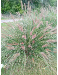 Rozplenica japońska 'Hameln' - Pennisetum 2L