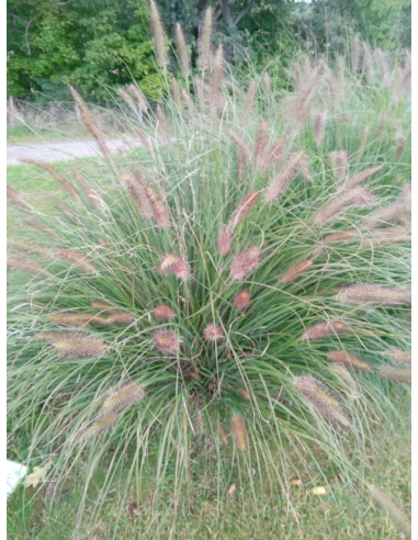 Rozplenica japońska 'Hameln' - Pennisetum 2L