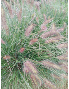 Rozplenica japońska 'Hameln' - Pennisetum 2L 2