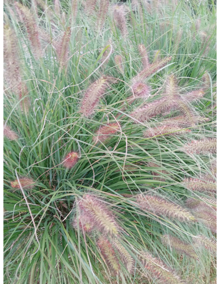 Rozplenica japońska 'Hameln' - Pennisetum 2L