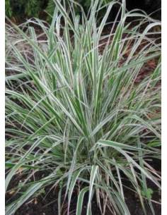 Trzcinnik  'Overdam' - Calamagrostis 2L