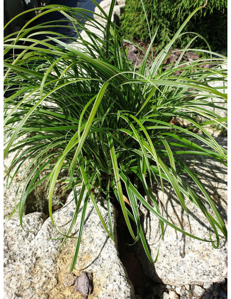 Turzyca Morrowa 'Silver Sceptre' - Carex morrowii