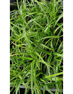 Turzyca Morrowa 'Ice Dance'' - Carex morrowii 1L