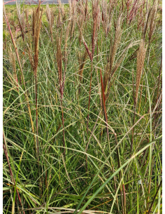 Miskant chiński 'Dobromierz' - Miscanthus sinensis