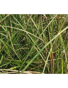 Miskant chiński 'Dobromierz' - Miscanthus sinensis 2