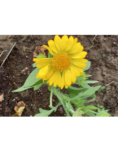 Gailardia oścista 'Mesa Yellow' - 1L-Gaillardia arist