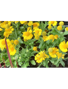Gailardia oścista 'Mesa Yellow' - 1L-Gaillardia arist 2