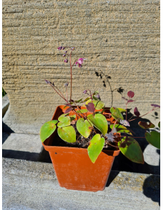 Epimedium wielokokwiatowe'Dark Beauty'1L-Epimedium 2