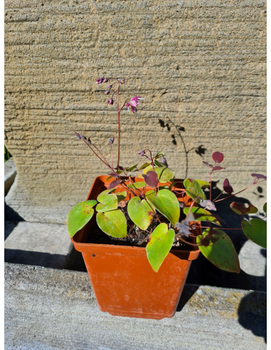 Epimedium wielokokwiatowe'Dark Beauty'1L-Epimedium