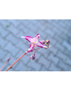 Epimedium wielokokwiatowe'Dark Beauty'1L-Epimedium