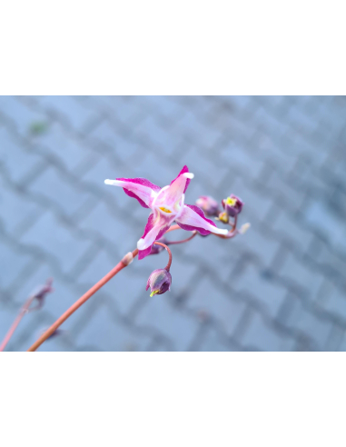Epimedium wielokokwiatowe'Dark Beauty'1L-Epimedium