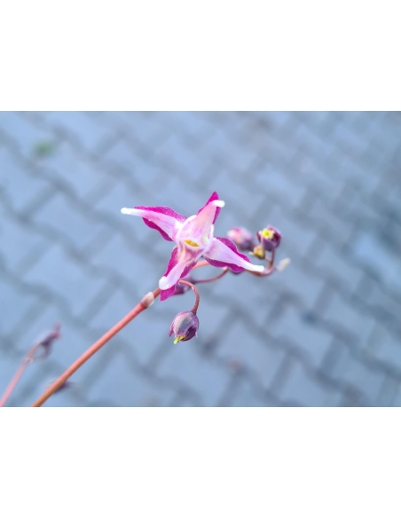 Epimedium wielokokwiatowe'Dark Beauty'1L-Epimedium