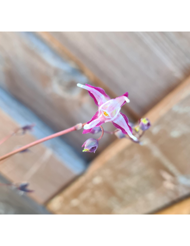 Epimedium wielokokwiatowe'Dark Beauty'1L-Epimedium