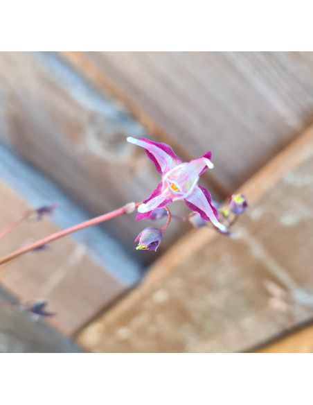 Epimedium wielokokwiatowe'Dark Beauty'1L-Epimedium