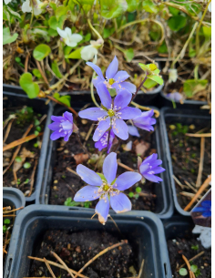 Przylaszczka pospolita - Hepatica nobilis P9
