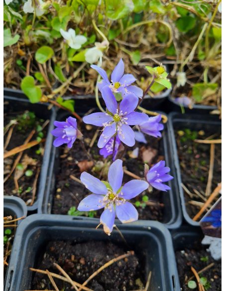Przylaszczka pospolita - Hepatica nobilis P9