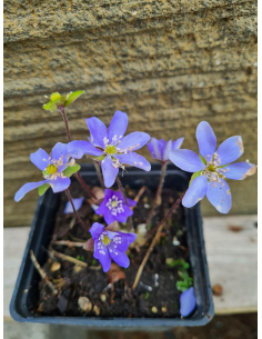 Przylaszczka pospolita - Hepatica nobilis P9 2