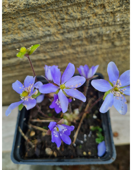 Przylaszczka pospolita - Hepatica nobilis P9
