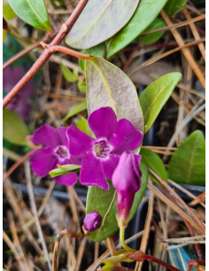 Gęsty, zimozielony dywan barwinka 'Atropurpurea' z purpurowo-fioletowymi kwiatami.