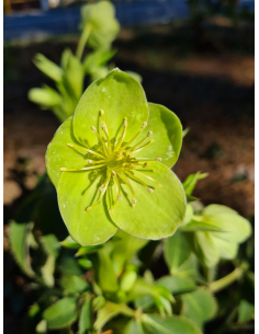 Ciemiernik korsykański - Helleborus lividus 2L