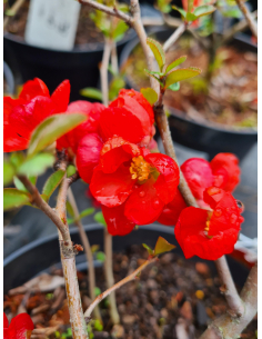 Owsica wieczniezielona - Helictotrichon sempervirens  3L