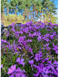 Płomyk szydlasty 'Samson' - Phlox subulata 1L