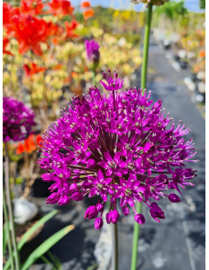 Czosnek ozdobny 'Purple sensation' - Allium hollan 2
