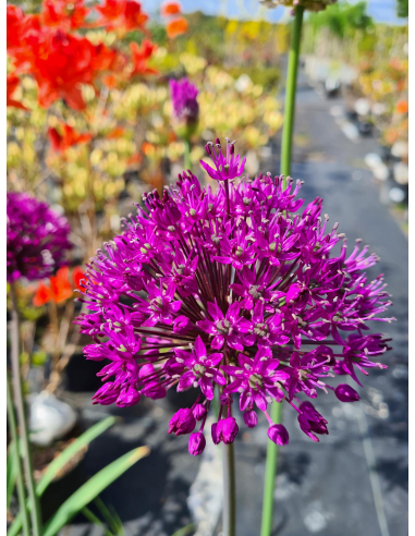 Czosnek ozdobny 'Purple sensation' - Allium hollan