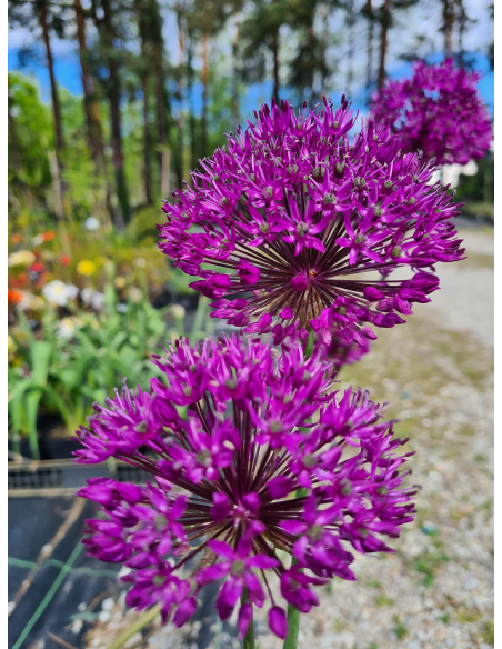 Czosnek ozdobny 'Purple sensation' - Allium hollan