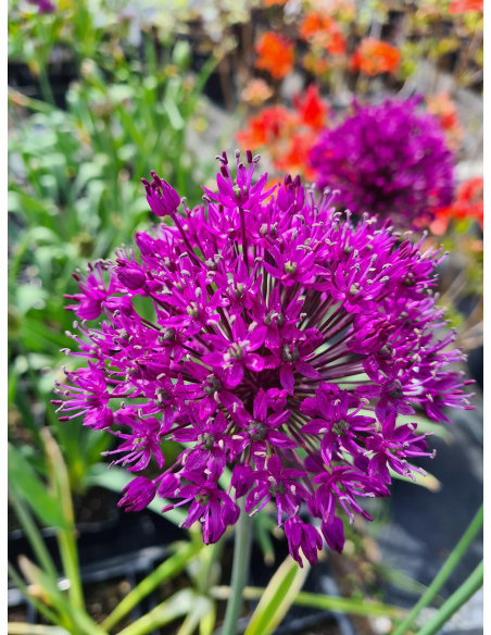 Czosnek ozdobny 'Purple sensation' - Allium hollan