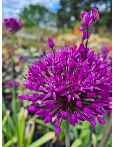 Czosnek ozdobny 'Purple sensation' - Allium hollan