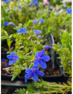 Nawrot rozpierzchły  'Heavenly Blue' - Lithodora 1