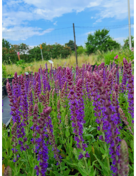 Szałwia omszona 'Ostfriesland' - 1L Salvia nemorosa