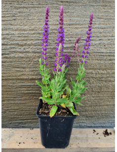 Szałwia omszona 'Ostfriesland' - 1L Salvia nemorosa 2