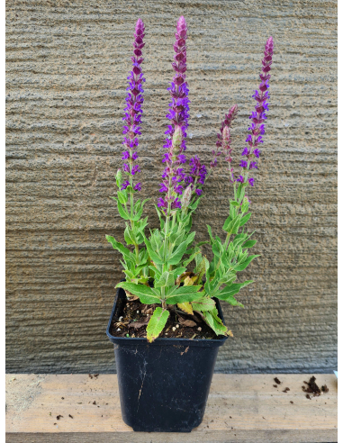 Szałwia omszona 'Ostfriesland' - 1L Salvia nemorosa