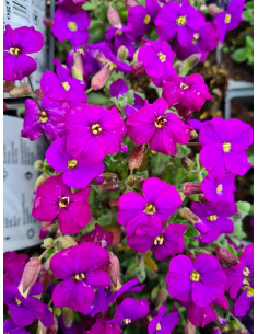 Żagwin ogrodowy 'Royal Blue' - Aubrieta x cultorum P9