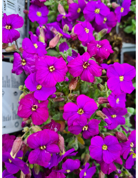Żagwin ogrodowy 'Royal Blue' - Aubrieta x cultorum P9