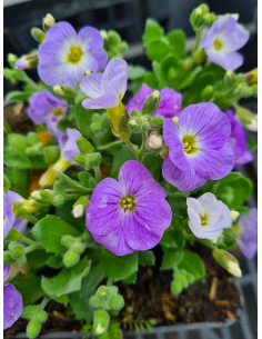 Żagwin drobny 'Florado Blue Blush Bicolor' – Aubrieta gracilis | Dwukolorowa bylina