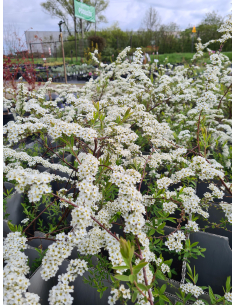 Tawuła szara 'Grefsheim' - Spirea x cinerea 2L
