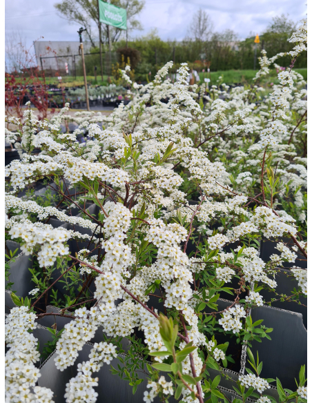 Tawuła szara 'Grefsheim' - Spirea x cinerea 2L