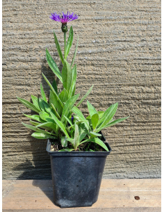 Chaber górski (Centaurea montana) sadzonka 1L