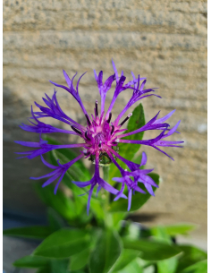 Chaber górski (Centaurea montana) sadzonka 1L 2