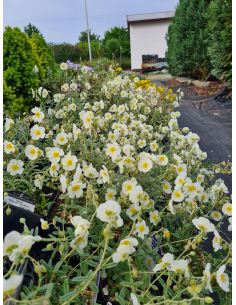 Posłonek ogrodowy 'The Bride' - Helianthemum 1L