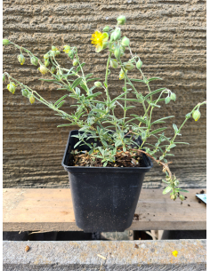 Posłonek ogrodowy 'The Bride' - Helianthemum 1L 2