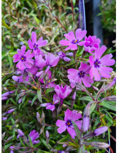 Płomyk szydlasty 'Samson' - Phlox subulata 1L 2