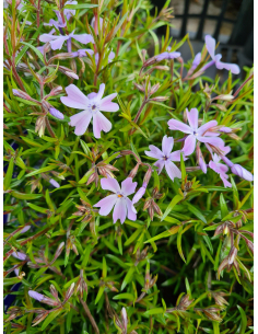 Płomyk szydlasty 'Emerald Cushion Blue' - 1L Phlox subulata
