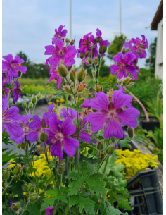 Duże, fioletowoniebieskie kwiaty bodziszka 'Rosemoor'